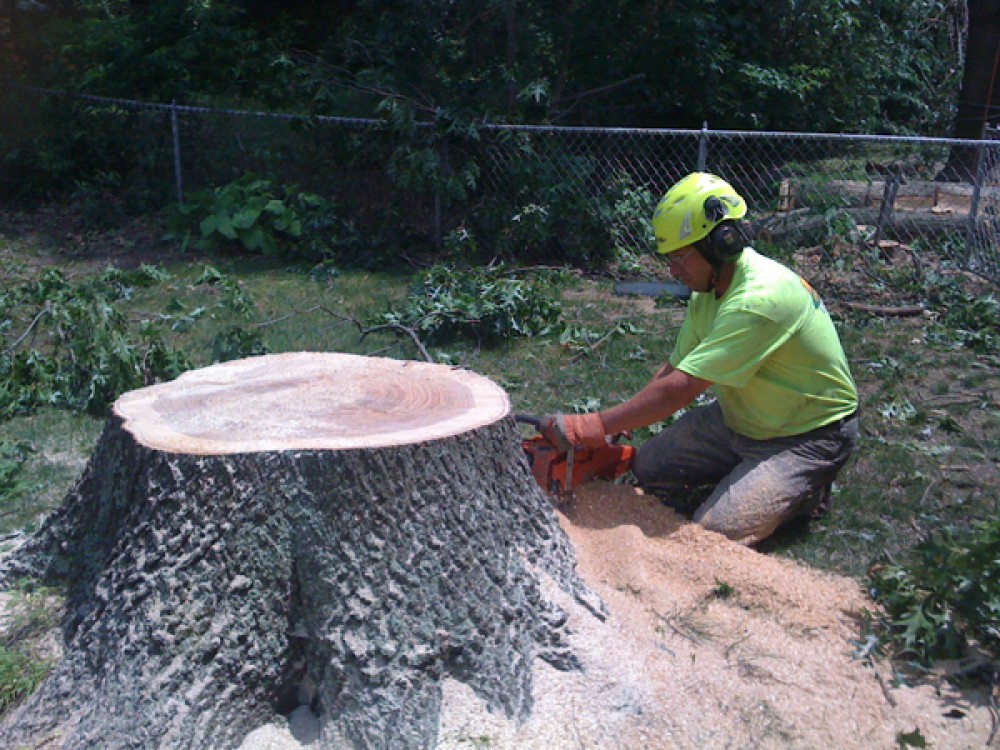 Tree Removal in South Jersey