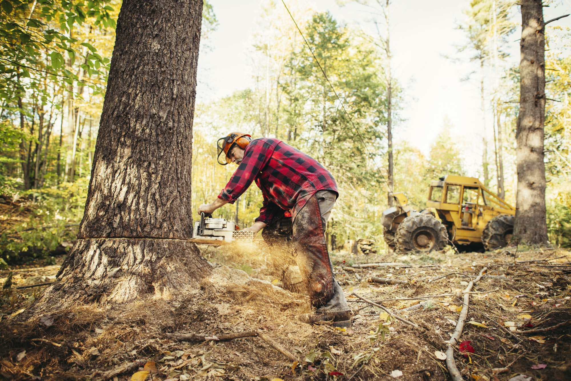 Lumberjack Cutting Tree Trunk With Chainsaw In Forest