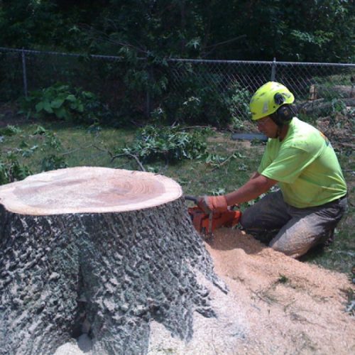 Tree Removal in South Jersey